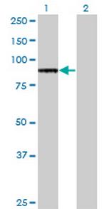 TLR2 Monoclonal Antibody (2G9)
