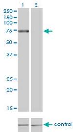 TLR4 Monoclonal Antibody (1H7)