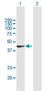NR2E1 Polyclonal Antibody, MaxPab™