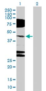 NR2E1 Polyclonal Antibody, MaxPab™