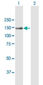 TRAPPC10 Polyclonal Antibody, MaxPab™