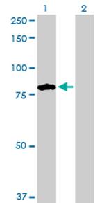 TNXB Antibody in Western Blot (WB)