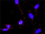 TP53 Antibody in Proximity Ligation Assay (PLA) (PLA)
