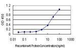 TP53BP1 Antibody in ELISA (ELISA)