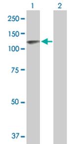 TPO Antibody in Western Blot (WB)