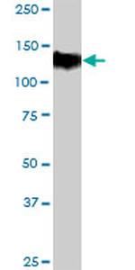TPO Antibody in Western Blot (WB)