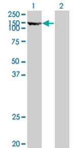 TPO Antibody in Western Blot (WB)