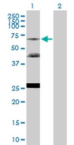 NR2C2 Polyclonal Antibody, MaxPab™