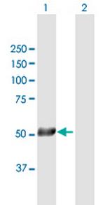 TRAF2 Polyclonal Antibody, MaxPab™