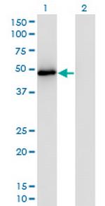 TRAF2 Monoclonal Antibody (4C11)