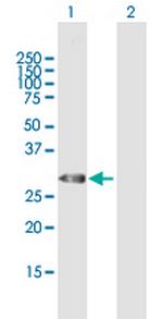 TRH Polyclonal Antibody, MaxPab™