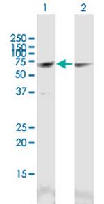 CCT3 Polyclonal Antibody, MaxPab™