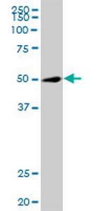 TRIP6 Polyclonal Antibody, MaxPab™