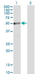 TRIP6 Antibody in Western Blot (WB)