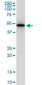 TUBB2A Monoclonal Antibody (2B2)