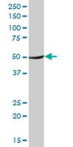 TUFM Antibody in Western Blot (WB)