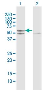 TUFM Antibody in Western Blot (WB)