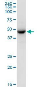 TUFM Antibody in Western Blot (WB)