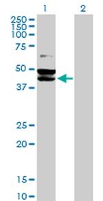 TUFM Polyclonal Antibody, MaxPab™