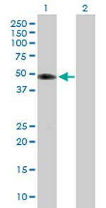 TUFT1 Antibody in Western Blot (WB)