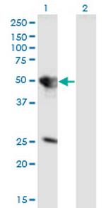 TUFT1 Monoclonal Antibody (2C10)