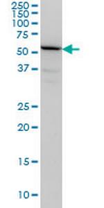 TULP2 Monoclonal Antibody (2B5)
