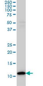 TXN Antibody in Western Blot (WB)