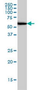 UBP1 Monoclonal Antibody (1C5)