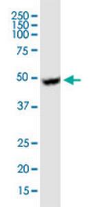 UGCG Monoclonal Antibody (1E5)
