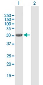 UGT2B7 Polyclonal Antibody, MaxPab™