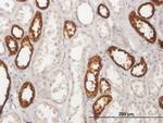 UMOD Antibody in Immunohistochemistry (Paraffin) (IHC (P))