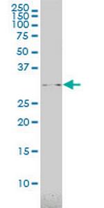 USF1 Monoclonal Antibody (3F6)