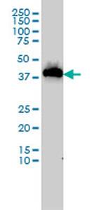 USF1 Monoclonal Antibody (2A7)