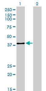 USF2 Antibody in Western Blot (WB)