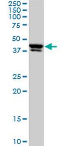 USF2 Antibody in Western Blot (WB)