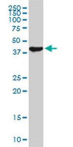 USF2 Antibody in Western Blot (WB)