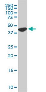USF2 Antibody in Western Blot (WB)