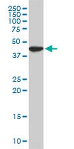 USF2 Monoclonal Antibody (6A9)