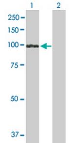 UVRAG Polyclonal Antibody, MaxPab™