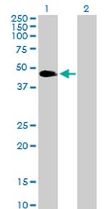 VASP Antibody in Western Blot (WB)