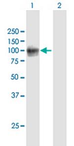 VCAM1 Antibody in Western Blot (WB)