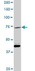 VCAM1 Antibody in Western Blot (WB)