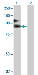 VCAM1 Polyclonal Antibody, MaxPab™