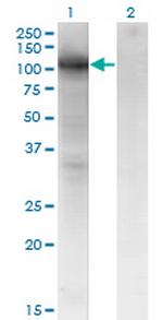 VCAM1 Antibody in Western Blot (WB)