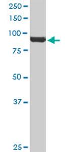 VCP Antibody in Western Blot (WB)