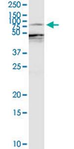 EZR Polyclonal Antibody, MaxPab™