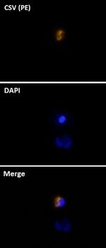Cell-Surface Vimentin (CSV) Antibody in Immunocytochemistry (ICC/IF)