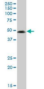 VIPR2 Monoclonal Antibody (2E3)