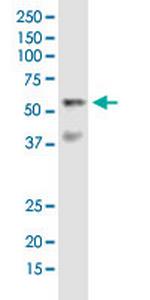 VRK2 Monoclonal Antibody (3B10)