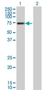 VTN Polyclonal Antibody, MaxPab™